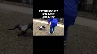 保護された野犬かこちゃんがお散歩行けるまで#shorts