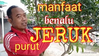 Manfaat benalu Jeruk Purut // Parasit Jeruk Purut @EKOSEPINGGAN