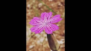 Dianthus diffusus ή Δίανθος ο διάχυτος (αγριογαρύφαλλο)