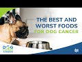 The Best and Worst Foods for Dog Cancer | Dr. Susan Recker