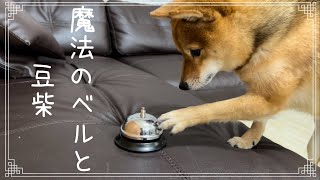 【犬芸】おやつのために必死な姿の豆柴が愛しすぎた【ベルを鳴らす柴犬】