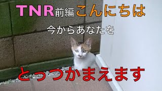 【猫記録551】TNRしてみたって話 前編 野良ミケママ避妊手術