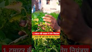 Tomato disease control ll  टमाटर की फसल में रोग नियंत्रणnll