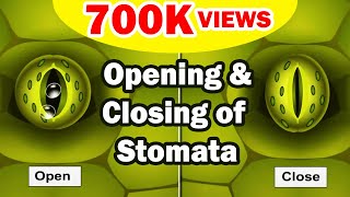 Stomata | Opening and Closing of Stomata | Class 10 | Biology | ICSE Board | Home Revise