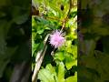 Bunga Putri Malu (Mimosa pudica L.) #bungaliar #flowers #cantik