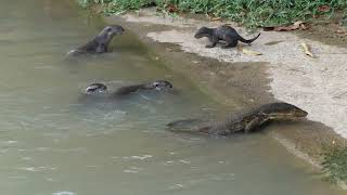 新加坡野生水獭_巨蜥 Smooth-coated Otters \u0026 Monitor Lizards