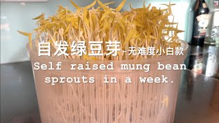 Ep12-自发绿豆芽 - 无难度厨房小白款 I Self raised mung bean sprouts in a week I 一周绿豆芽