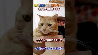 猫と生活すると変わること5選 #Shorts