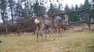 Stirnos | Capreolus capreolus