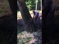 Falling a 125+ year old white oak tree