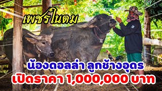 เปิดราคาควาย 1,000,000 บาท น้องดอลล่า ลูกเจ้าช้างอุดร บ.ต่างแคน ต.บ้านโคก อ.สุวรรณคูหา จ.หนองบัวลำภู