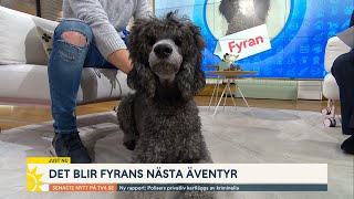 Fyrans nästa äventyr — nu blir han ledarhund åt en synskadad | Nyhetsmorgon | TV4 \u0026 TV4 Play