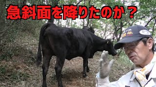 整備した急斜面を牛は降りる事が出来たのか？