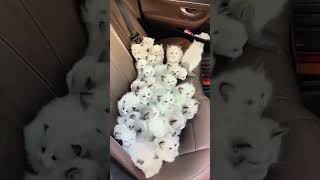 Cutest kittens 🐈🚗 😍inside the Car seat_shorts_ funny cats #shorts