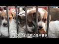 dog market there are so many pet dogs in the dog market 80 chinese pastoral dogs so cute