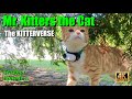 Mr. Kitters presents The Kitterverse. Season 1 Episode 4 📺🍿📣🐈