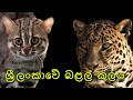 ශ්‍රී ලංකාවේ බළල් කුලය | Wild Cats of Sri Lanka