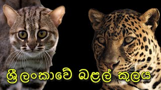 ශ්‍රී ලංකාවේ බළල් කුලය | Wild Cats of Sri Lanka