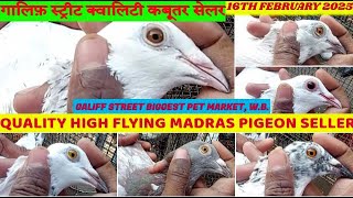 Galiff Street Market Quality High Flying Kabooter Seller|पश्चिमबंगाल का सबसे बड़ा कबूतर हाट| 16/02/25