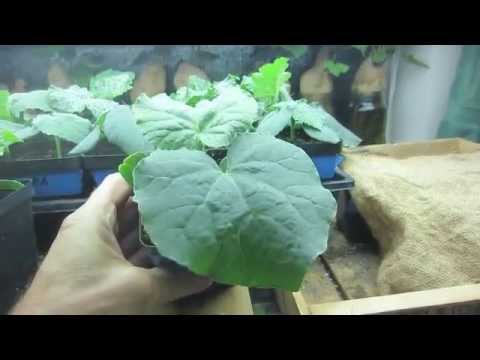 Easy Vegetables To Grow From Seeds Indoors How To Grow Vegetable Seedling And Germinate Seeds Indoors With Amazing Results