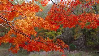 2020年11月6日 タカドヤ湿地の紅葉 Nov.6th, 2020, Autumn Leaves at Takadoya Wetlands in Aichi JP