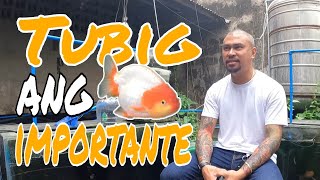 EP206. GROOMING NA WALANG TIPID TIPID SA TUBIG BY FRITZ CENIZA | GOLDFISH ADVENTURE