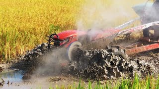 Greatest small farming tractor working across muddy water | គោយន្តដឹកស្រូវកាត់ទឹក