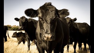 Leveraging a Progeny Proven Program to Enhance Genetic Improvement into Beef Cattle Herds