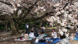 東京お花見散歩　満開　新宿御苑の桜　2018.3.29  Sakura