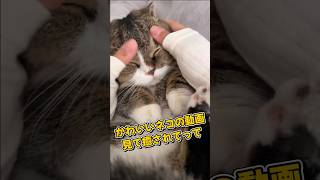 １分で癒やされるネコの動画5選#cat#cute#kitten#pets#猫#shorts