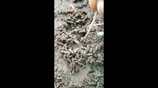 Earthworm உழவனின் நண்பன் செய்யும் வேலை | மண்புழு