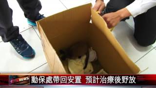 20150331 兩天拾獲五隻 白鼻心寶寶落難