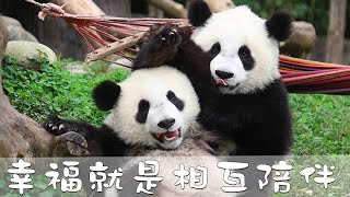 《超萌滾滾秀》第144期 相互陪伴的小團子們 | iPanda熊貓頻道