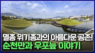 멸종 위기종과의 아름다운 공존! 순천만과 우포늪 이야기  |  다큐S프라임 [반복재생]/YTN 사이언스