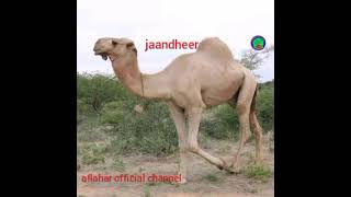 JAANDHEER CIYAAR GABADH LAISUGU HEESAYO /DEGANKA CAROOLEY GOBOLKA SOOL #subscribe_like_comment