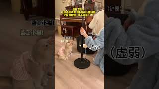 【#薄荷猫猫甜不甜】感冒能跟老板请假 但不能和小猫请假铲屎做猫饭一样不能落下 #薄荷猫猫 #我和我的猫 #仙女猫 #猫猫治愈一切