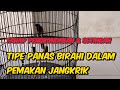 TAHAPAN PENGKONDISIAN DAN SETINGAN TIPE PANAS BIRAHI DALAM PEMAKAN JANGKRIK