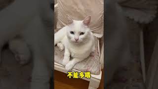 超详细的春节带猫长途回家攻略～快转发给有需要的铲屎官吧【海藻爱妈妈】#猫咪应激 #猫咪防应激 #春节带猫回家 #猫咪长途坐车 #春节 #cat #过年 #萌寵