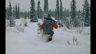 Untouched Wilderness in Alaska: America's Last Frontier | Artem Shestakov