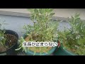 ソラマメポット栽培～駒栄の種まきから植え付け u0026ポットのソラマメの現在の状況。