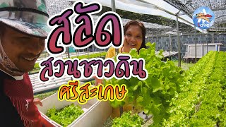 💚สลัดบ้านสวนชาวดิน ศรีสะเกษ ระบบไฮโดรโปนิกส์ ไร้สารพิษ💚|น้องเจียหมิง|มาดาม หวง|Action2Love