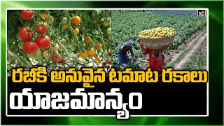 రబీకి అనువైన టమాట రకాలు యాజమాన్యం | Farming Techniques Of Tomatoes In Rabi Season | Matti Manishi