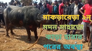 kara lorai ্্্্্ মাকড়াবেড়া মদন মাহাতো এর কাড়া