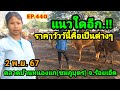 EP.440 ราคาวัววันนี้ 2 พ.ย. 67 ตลาดนัดบ้านหนองแก (ชมภูบุตร) จ.ร้อยเอ็ด