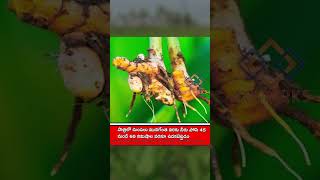 పసుపు పంట సాగు చేసే పద్ధతి.. | Turmeric Farming In Telugu | #shorts #turmericfarming