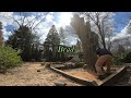 Beech Tree Removal. 2022 {Brads Tree Service}