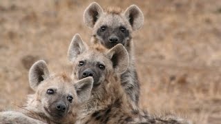 How does a laughing hyena sound? Real laughing hyenas beg for lunch!