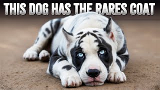 10 Mysterious Spotted Dog Breeds