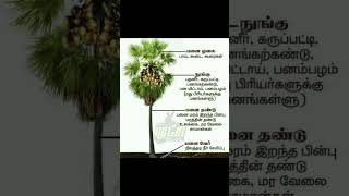 பனை மரம் பற்றிய உண்மை | தெரிந்து கொள்வோம் #shorts #trending #tamil