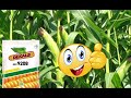 bayer dekalb 9208 full information 9108 से भी बढ़िया मक्का 9208👍 9208 a to z information in hindi